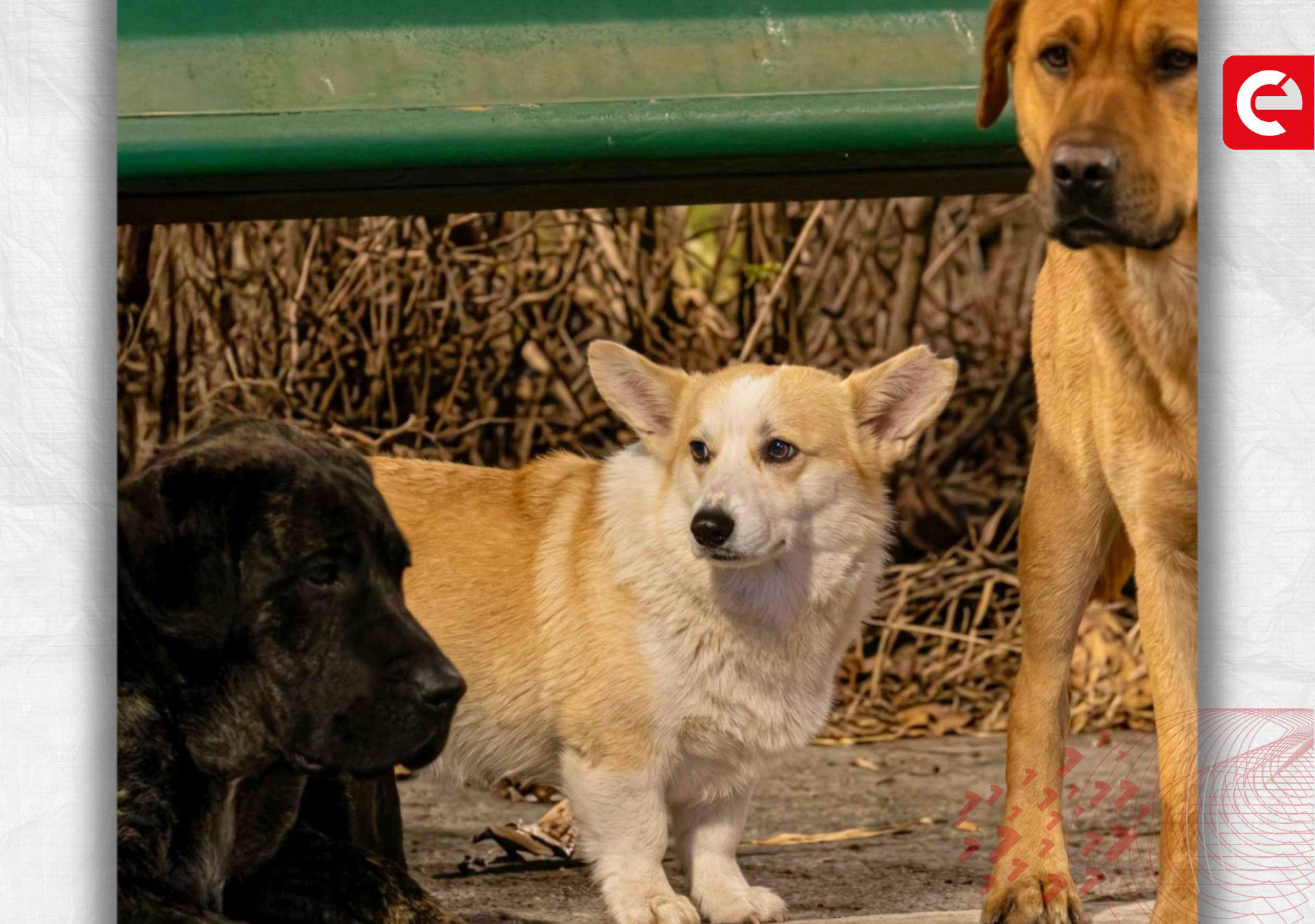perros